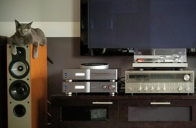 Stoli the Russian Blue cat